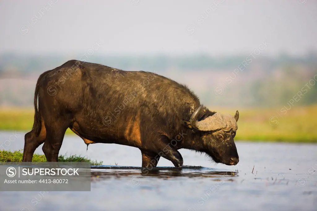 Cape Buffalo in Chobe River Botswana