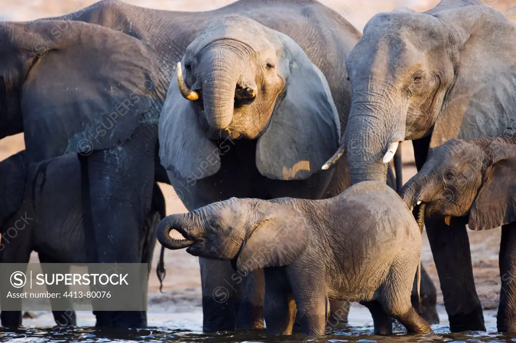 Elephant breeding herd drinking in Chobe River Botswana