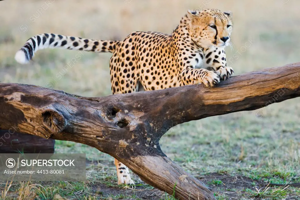 Cheetah stretching at tree Maasai Mara Kenya