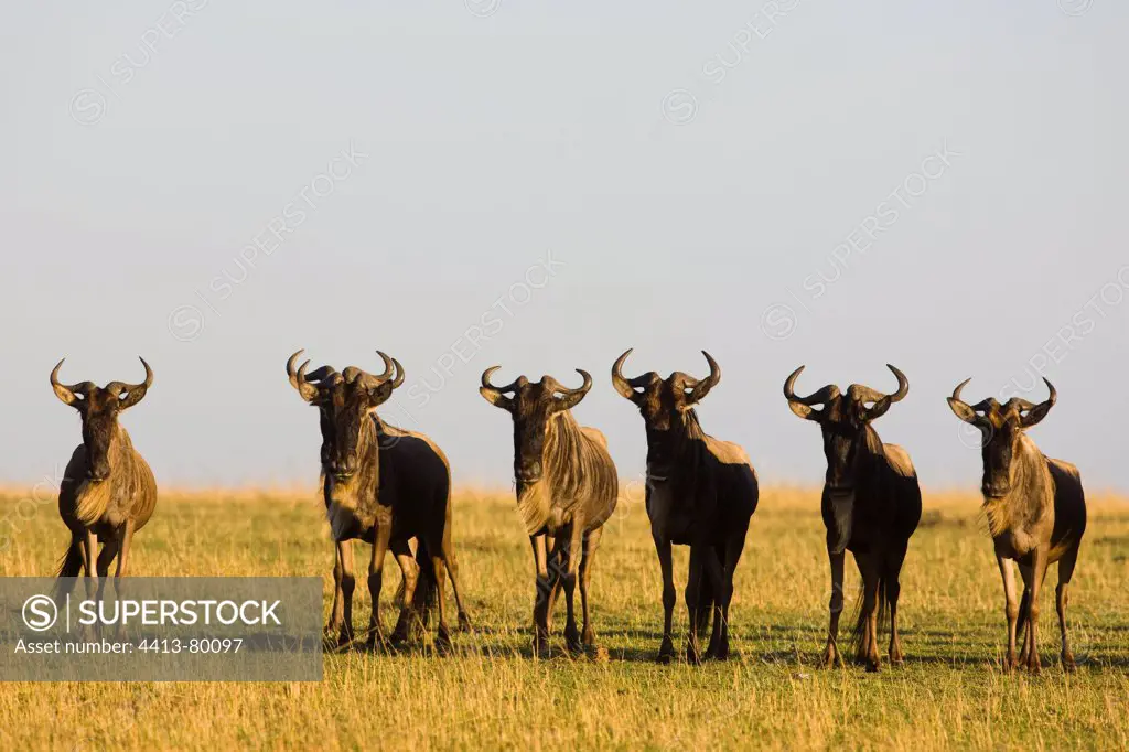 Alert wildebeest herd due to presence of lions Maasai Mara