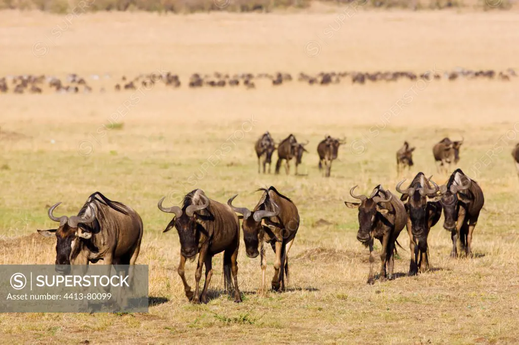Wildebeest herd crossing dry grassland savanna Maasai Mara