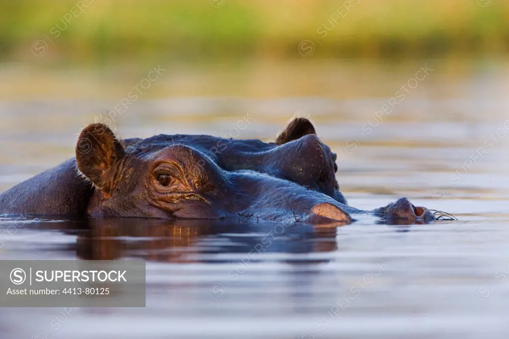 Portrait of Hippopotamus in water Moremi Okavango Delta