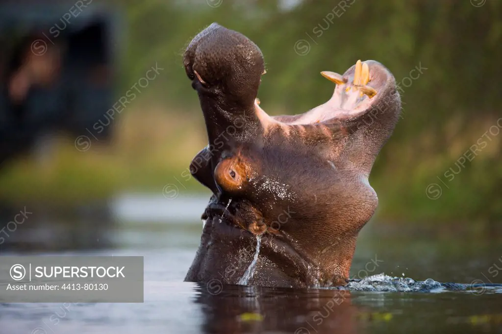 Hippopotamus yawning in water Moremi Okavango Delta