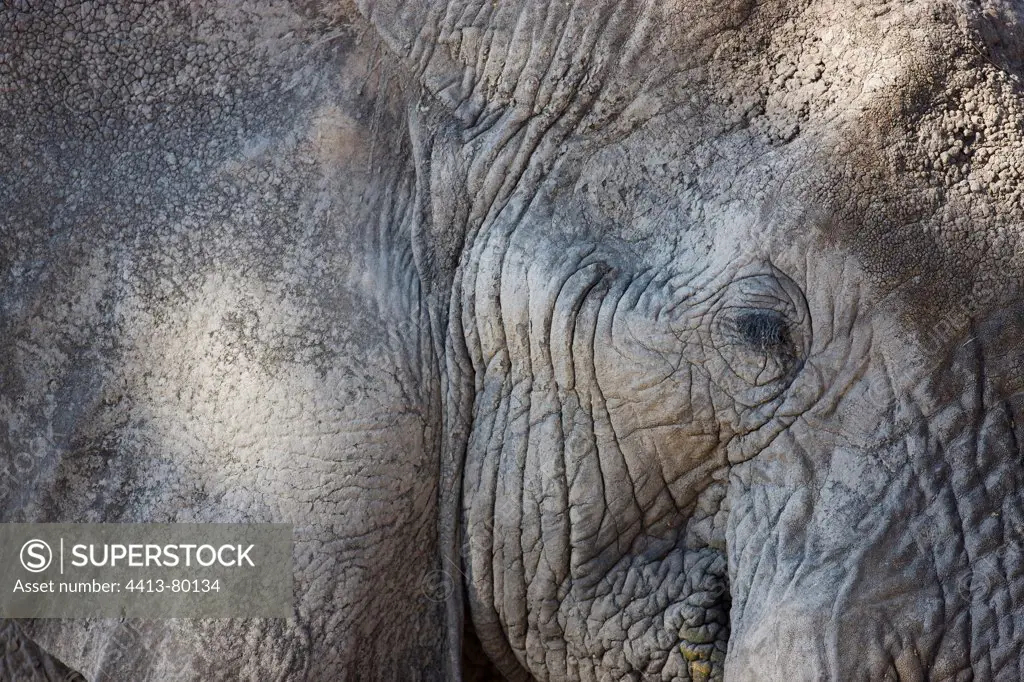 Portrait of mud-covered Elephant Moremi Okavango Delta