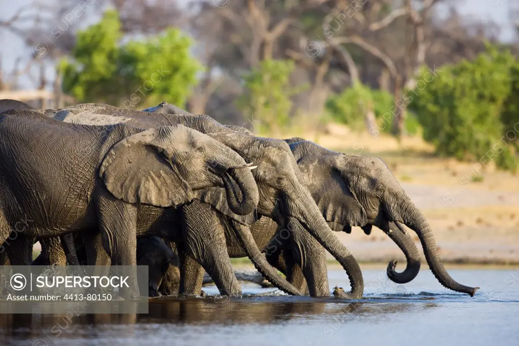 Elephant breeding herd drinking in water Okavango Delta