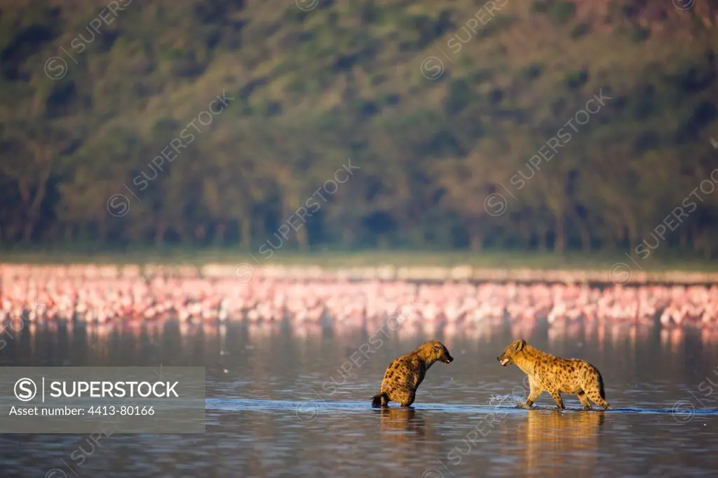 Spotted hyenas trying to hunt flamingos in lake Nakuru Kenya