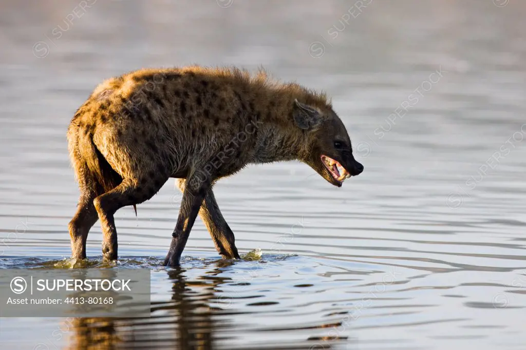 Spotted hyena walking in water Lake Nakuru Kenya