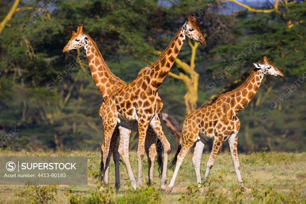 Rothschild's giraffes walking Lake Nakuru Kenya