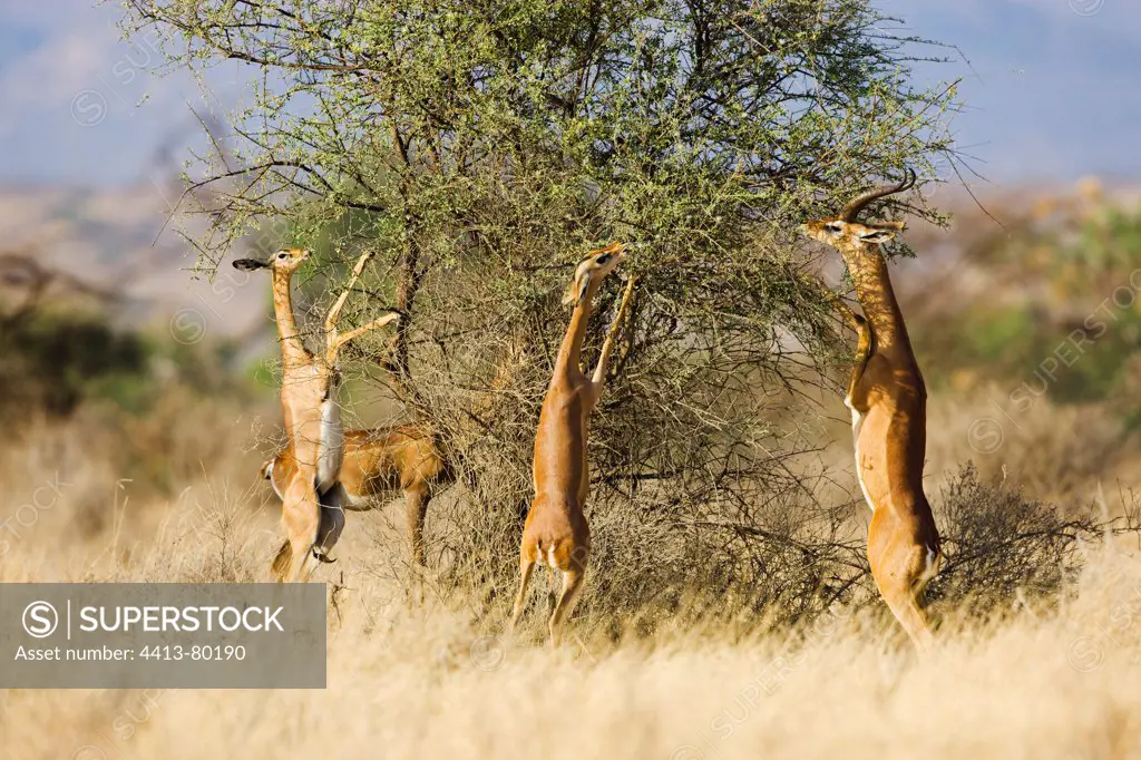 Gerenuks feeding on bush Samburu Kenya