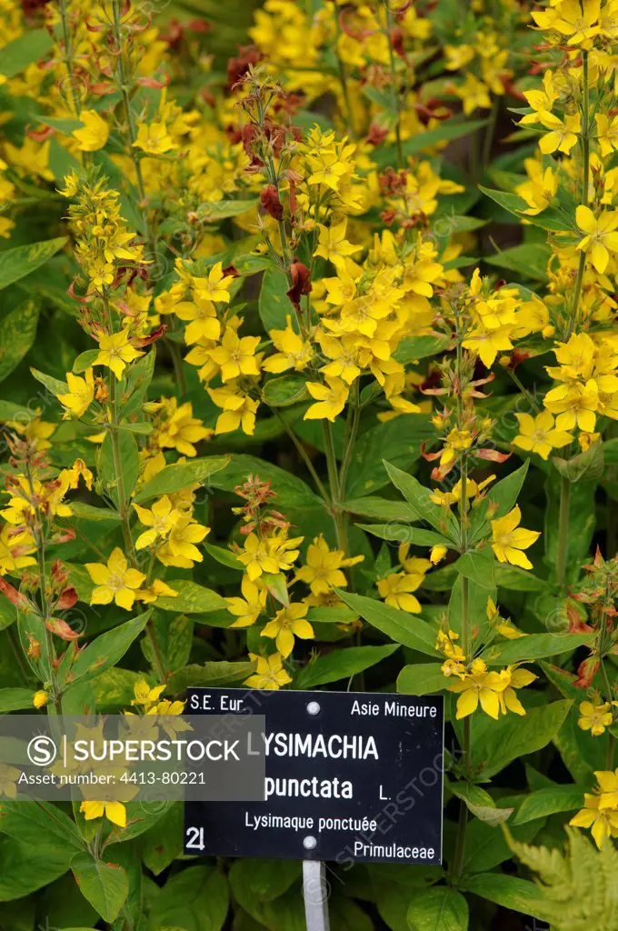 Large Yellow Loosestrife in a remarkable botanical garden