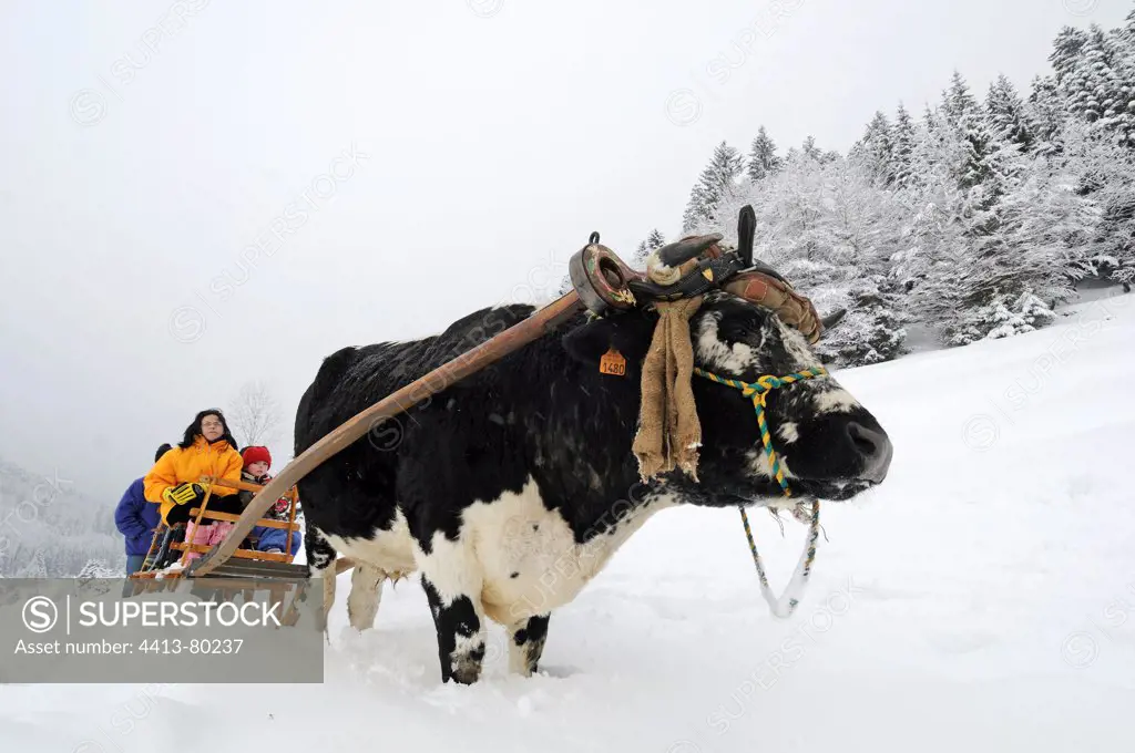 Sledge pulled by an Ox from Vosges Vosges France