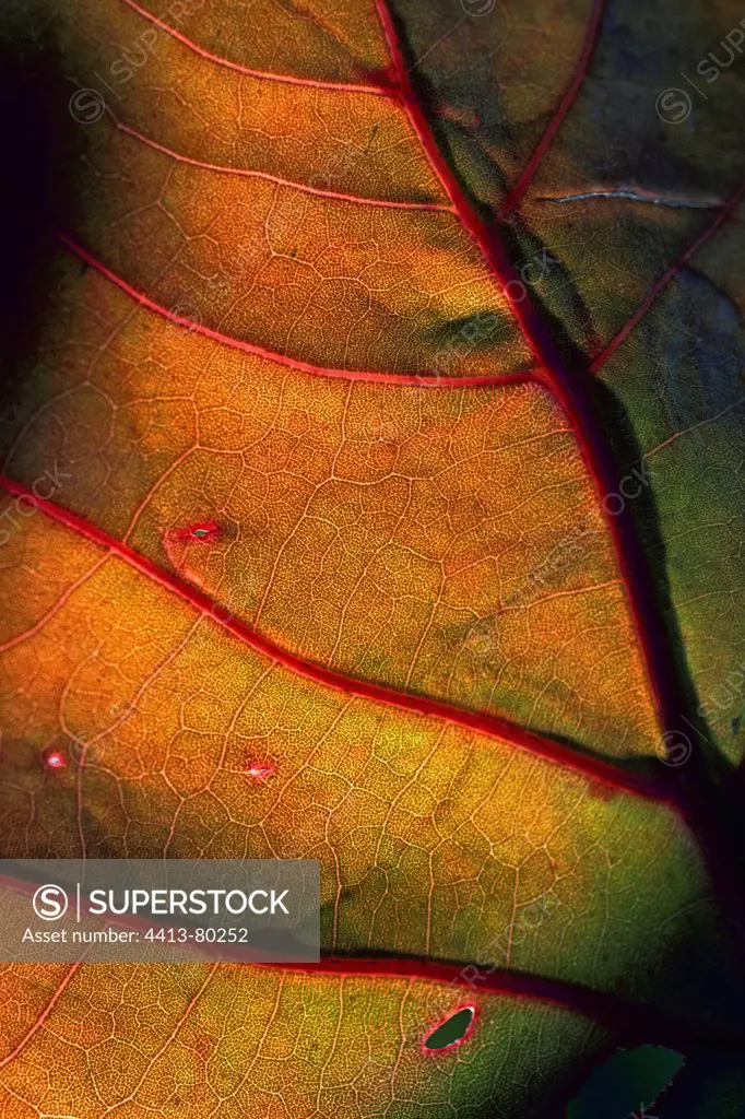 Veins of a leaf of a Seagrape