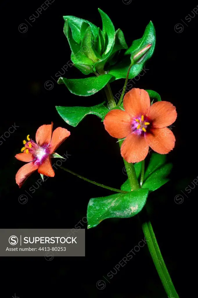 Stem of Scarlet Pimpernel with leaves and flowers
