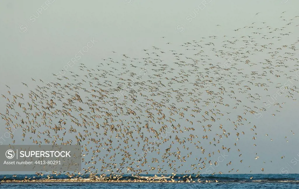 Red Knot flight in a turn before landing