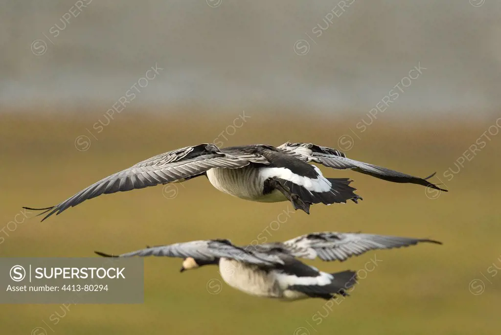 Barnacle Goose wintering landing against the wind