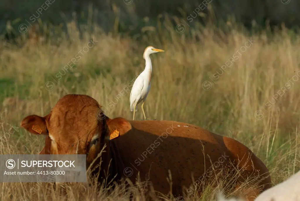 Cattle egret on a bull calf limousin