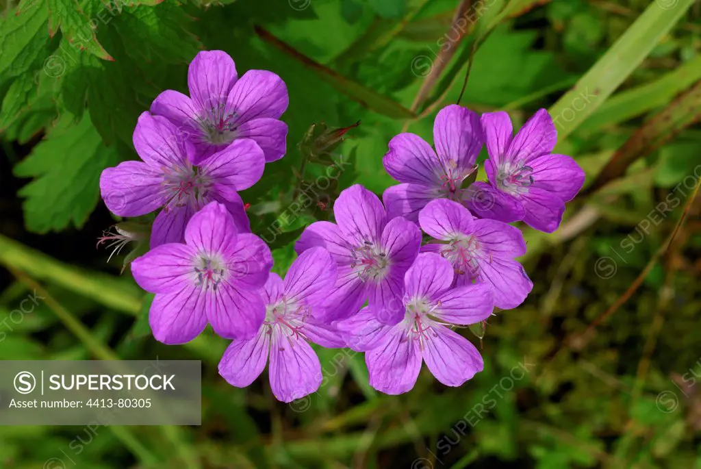 Geranium marshes wet in a ditch near the Puy Mary