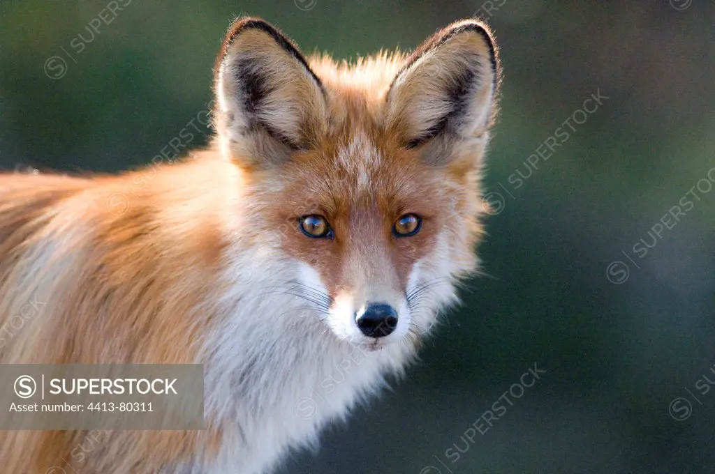 Portrait of Red Fox in late winter in Swedish Lapland