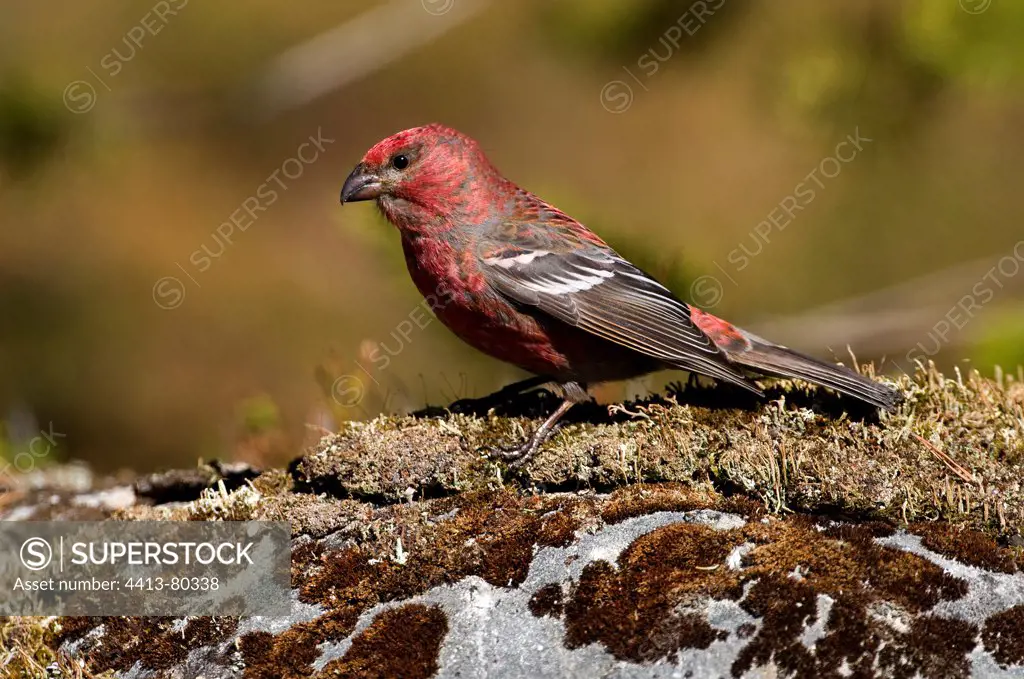 Pine Grosbeak young male moulting on the floor of the Taiga
