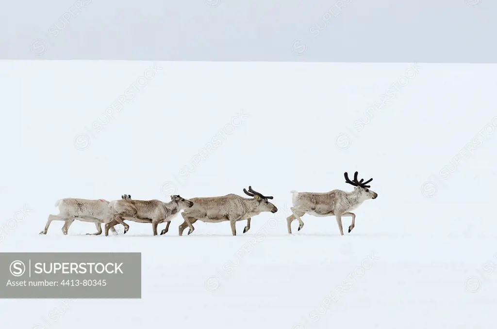 Reindeer running in snow Varanger Peninsula