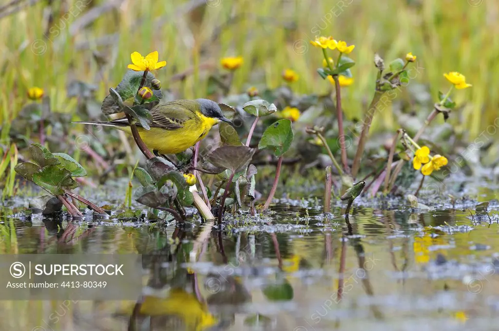 Yellow Wagtail in Populages Marsh