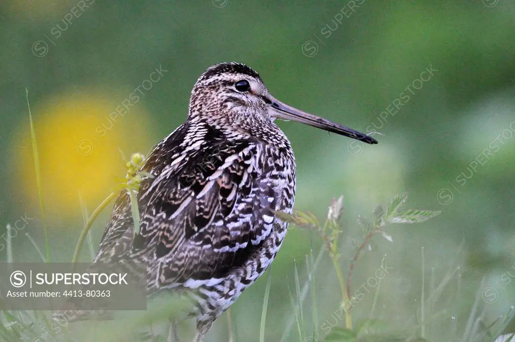 Great Snipe seeking to 4 hours after parade Swedish Lapland