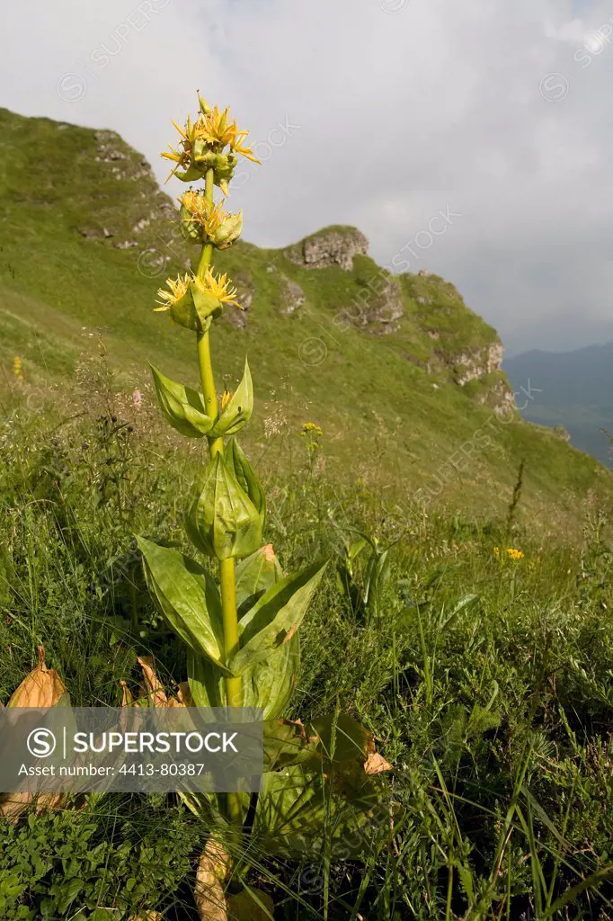 Gentian yellow flower in the Massif Central