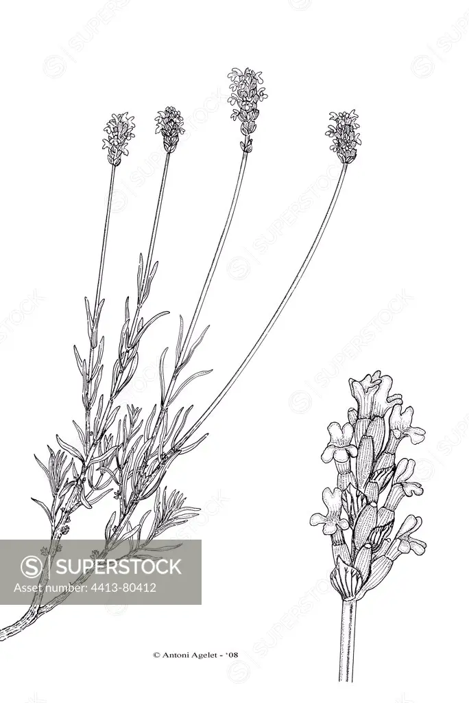 Drawing of Lavender inflorescences with Indian ink