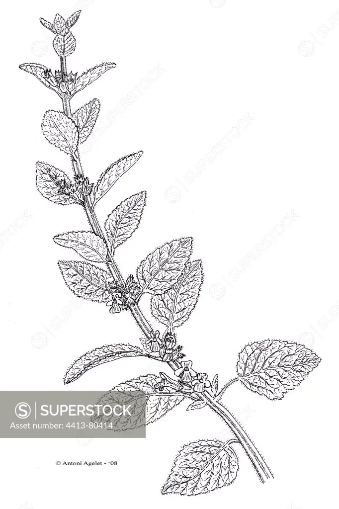 Drawing of a Common Balm stem in bloom with Indian ink