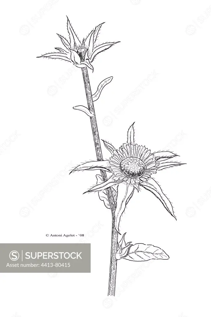 Drawing of a Sunflower stem in bloom with Indian ink