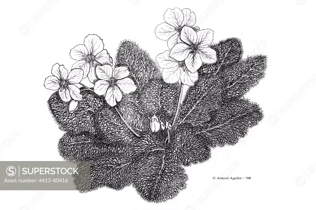 Drawing of a Pyrenean Violet in bloom with Indian ink