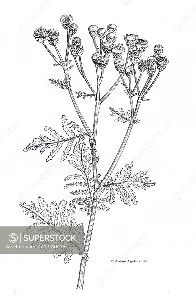 Drawing of a Common Tansy in bloom with Indian ink