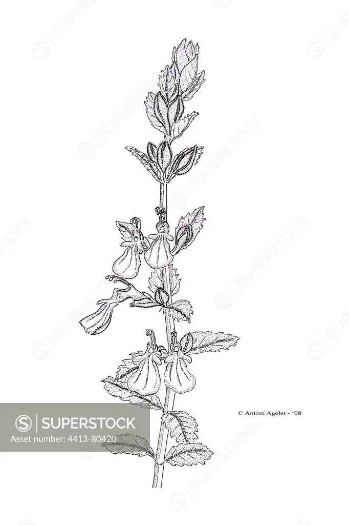 Drawing of a Germander inflorescence with Indian ink