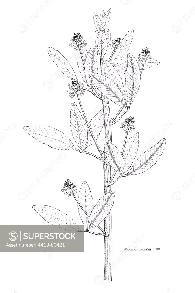 Drawing of a Fabaceae in bloom with Indian ink