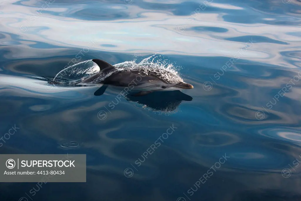 Striped Dolphin out of water off the Hyeres Islands