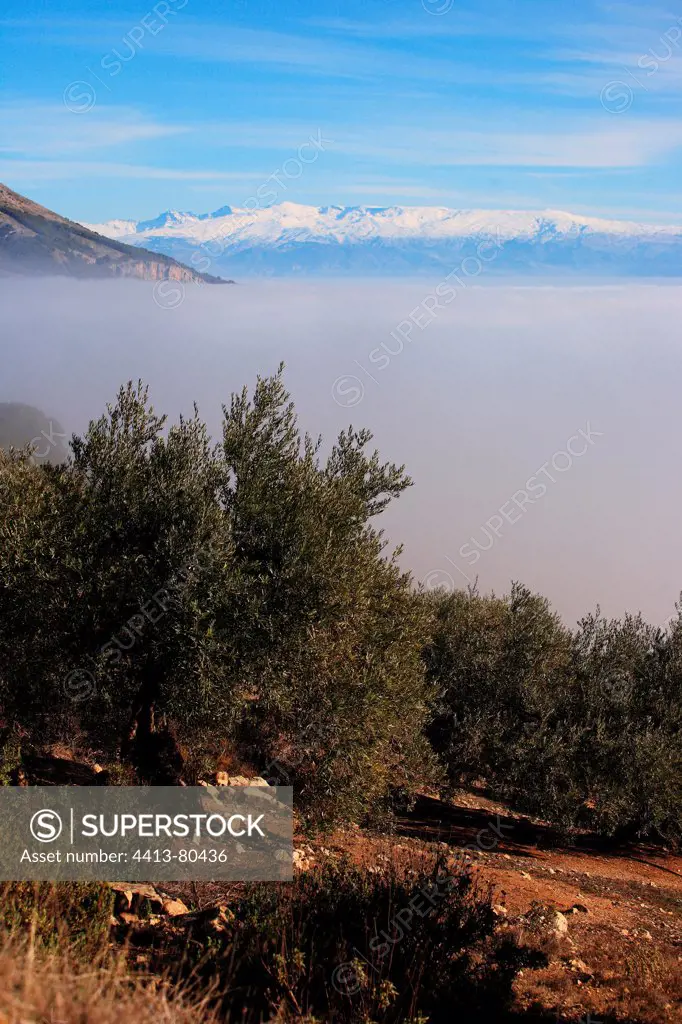 Olives and the Sierra Nevada crossed a sea of clouds