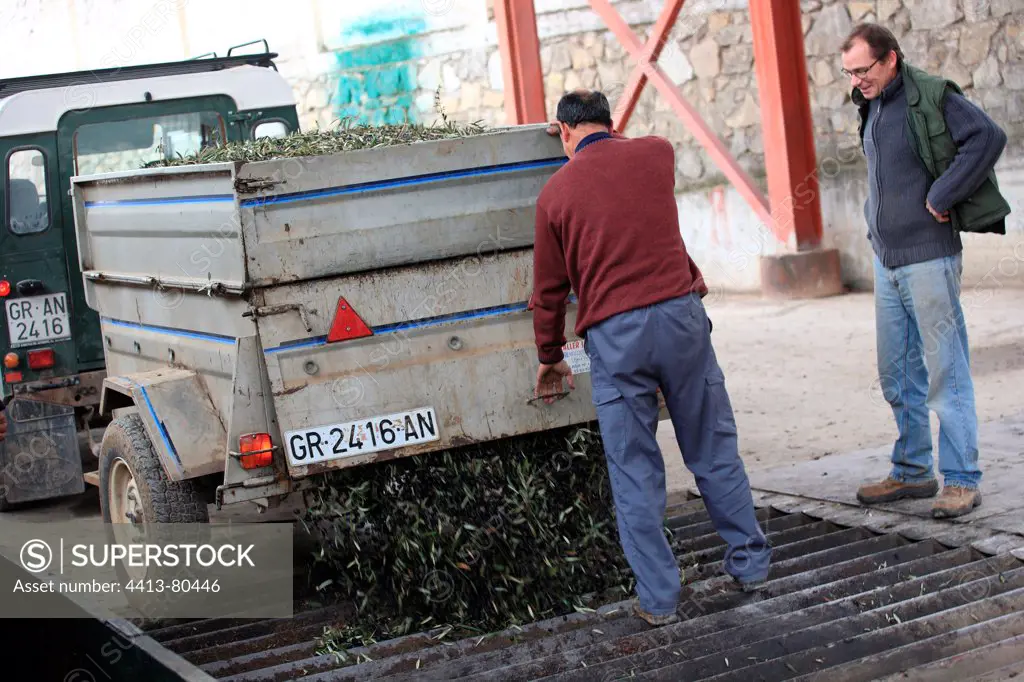 Farmers are draining tractor Olive mill