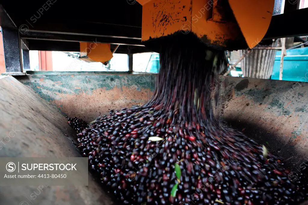 Emptying after weighing olives to the mill of Montefrio