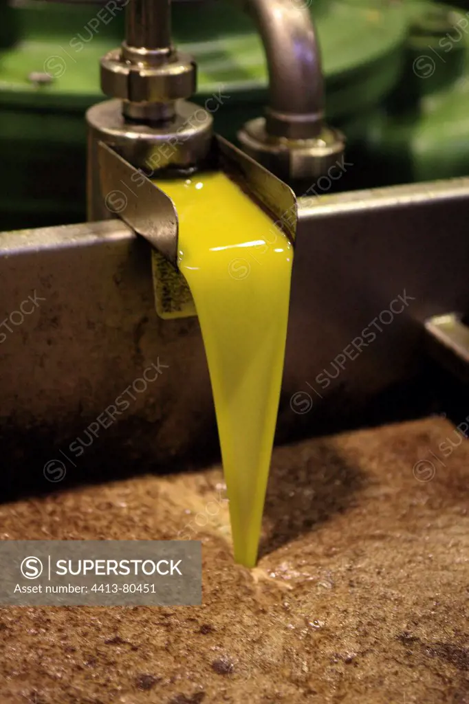 Olive Oil seconds before settling at the mill