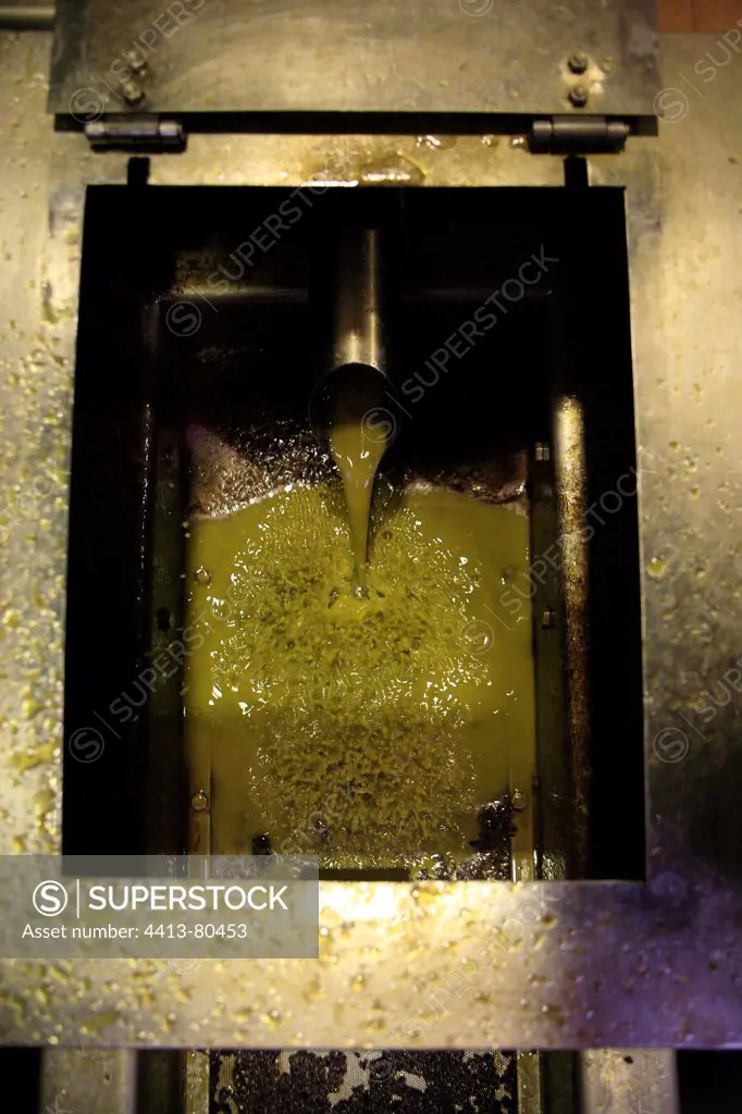 Olive oil mixed with impurities Montefrio Granada province