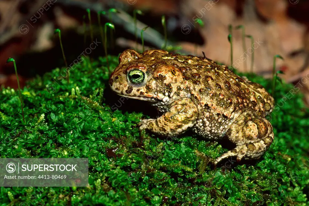 Natterjack Toad on Moss in the woods Catalan Pyrenees
