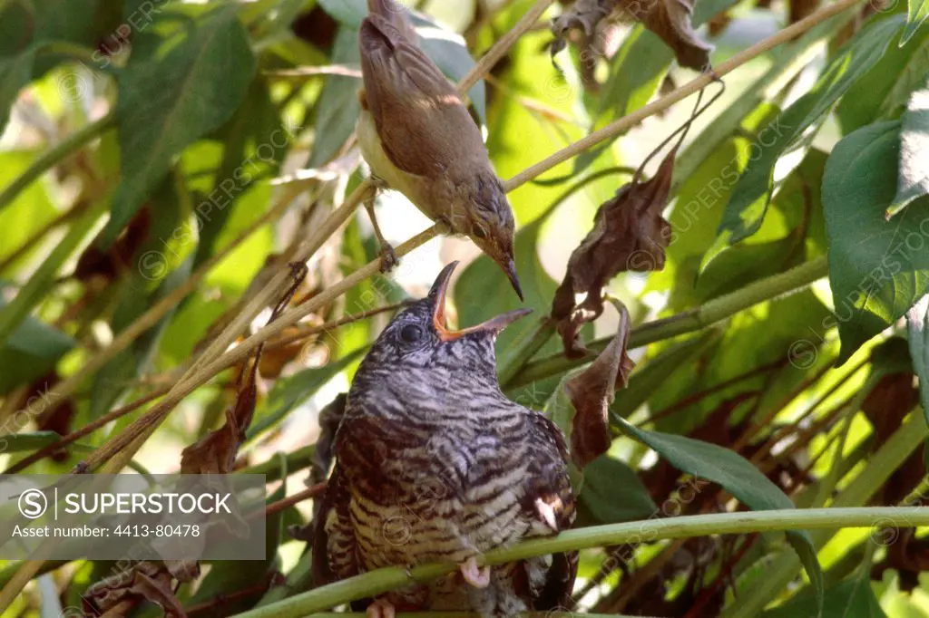 Common Cuckoo in the nest fed by a Warbler Catalonia