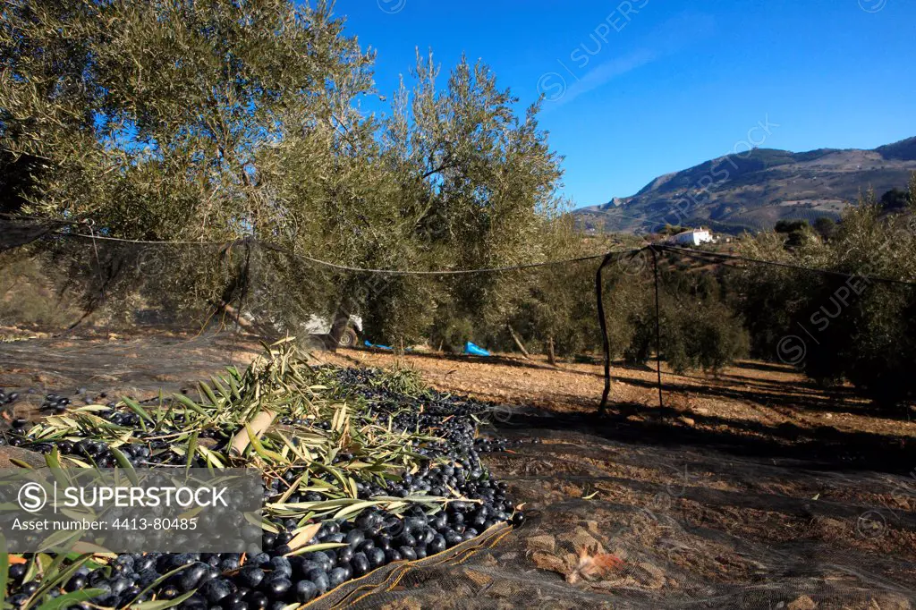 Harvest of black olives in an olive grove in net Montefrio