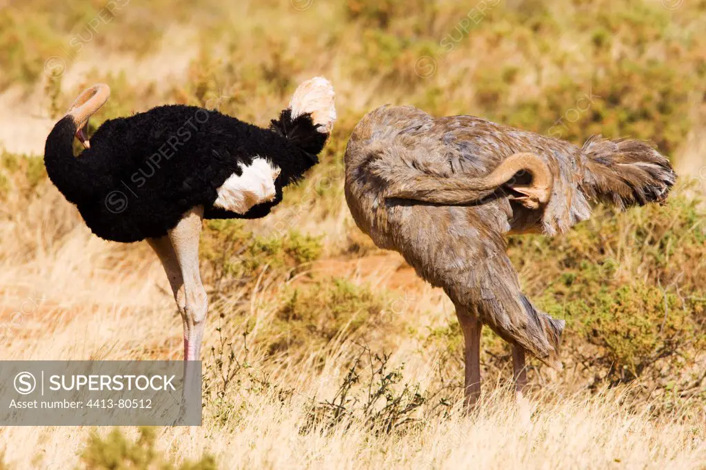 Somali ostrich pair in grassland Samburu Kenya