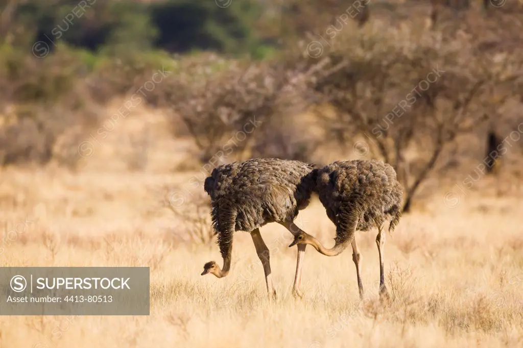 Young Somali ostriches walking in grassland Samburu Kenya