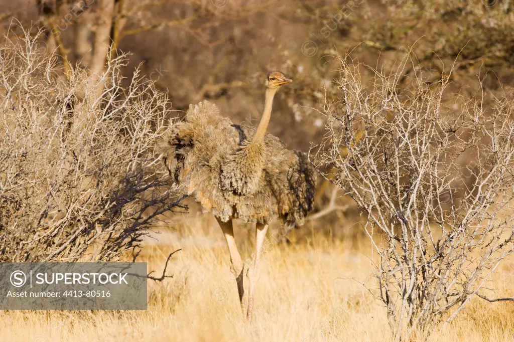 Young Somali ostrich in bush savannah Samburu Kenya