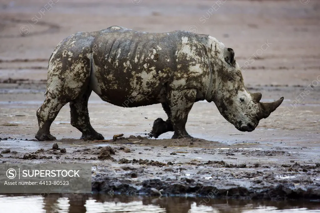 White rhinoceros covered in mud Nakuru Kenya