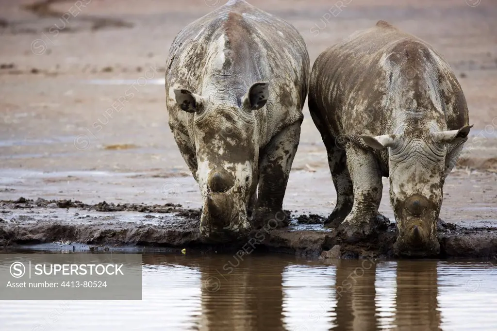 White rhinoceros covered in mud and big calf drinking Nakuru