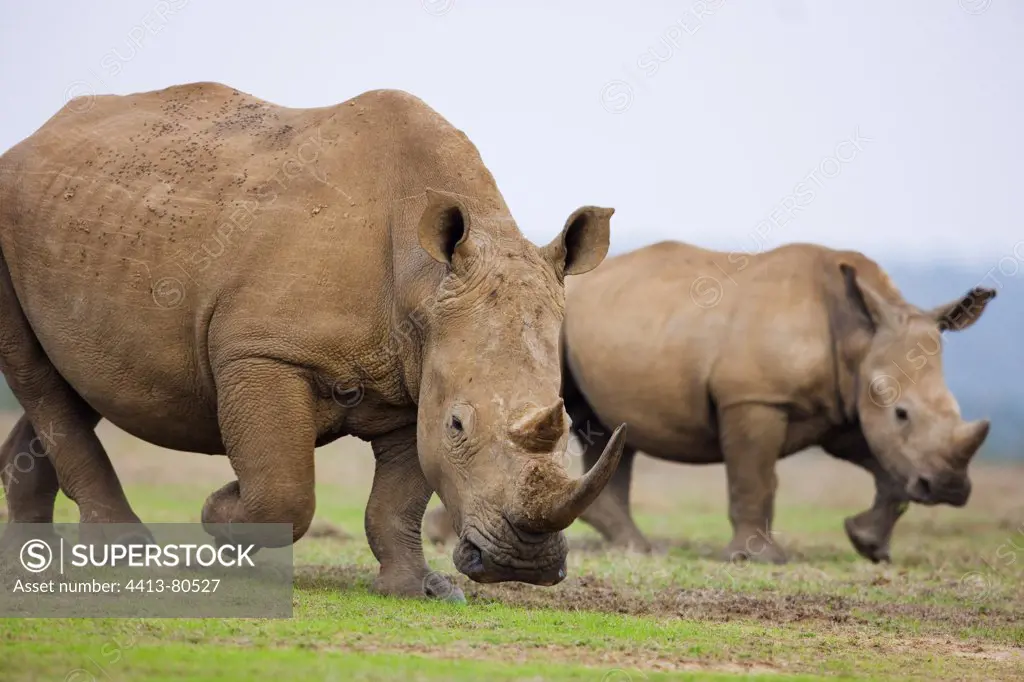White rhinoceros and calf walking at dusk Nakuru Kenya