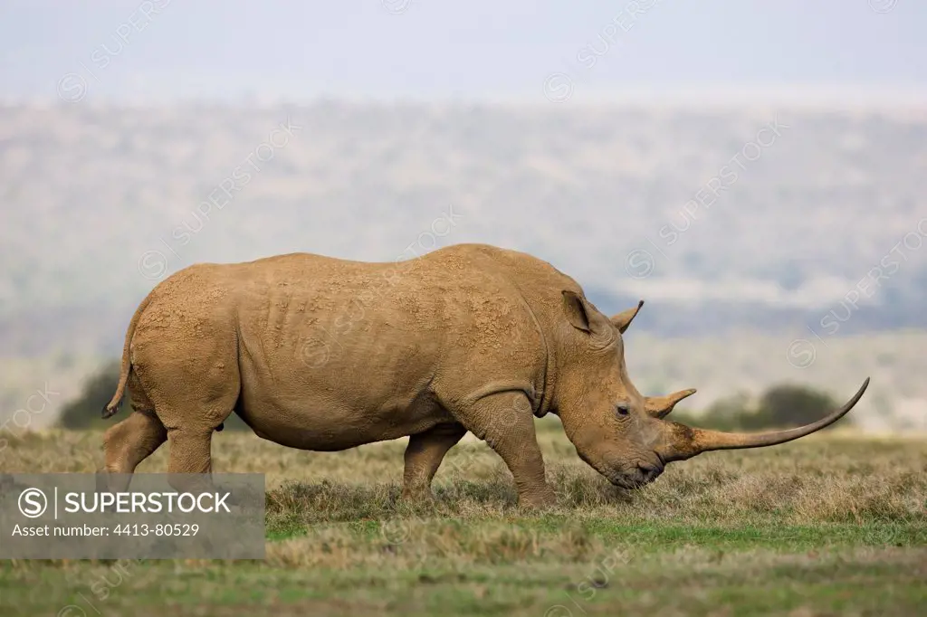White rhinoceros with very long horn in savana Kenya